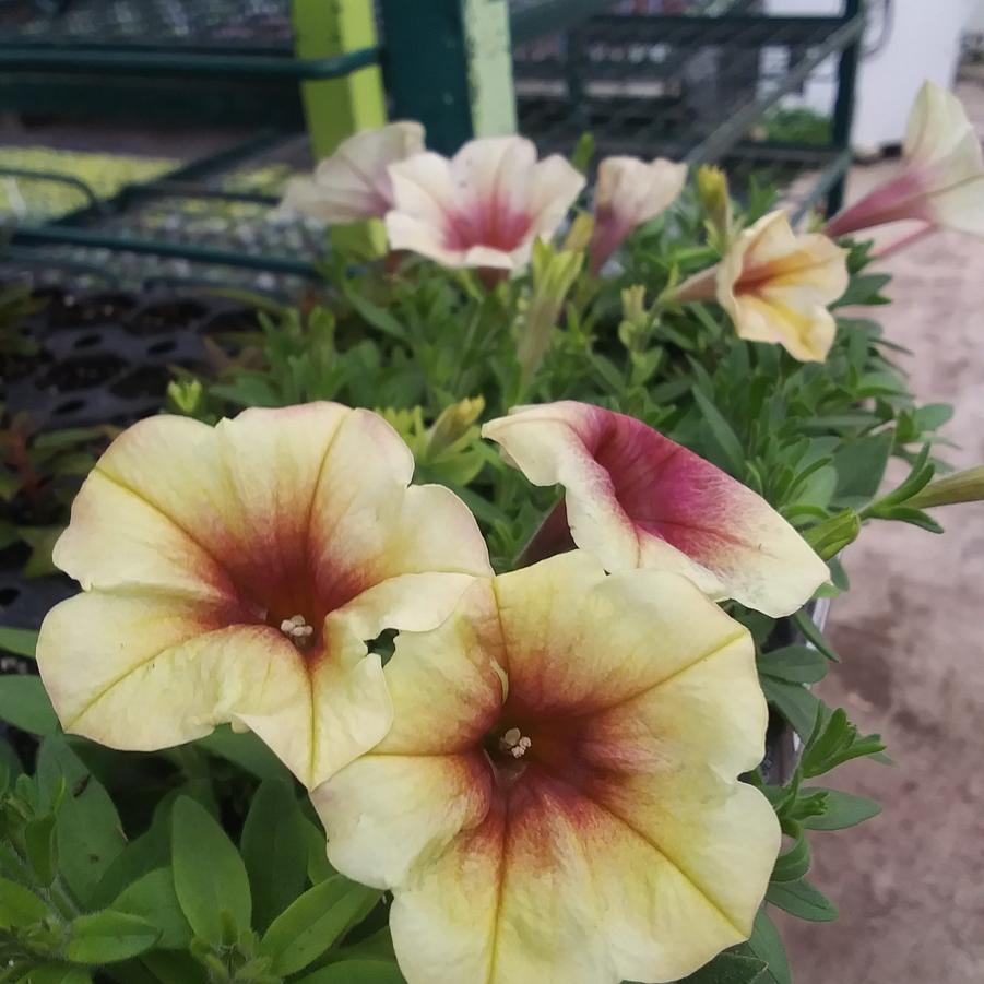 Petunia 'Fun House™ Peach Melba' - from Rush Creek Growers