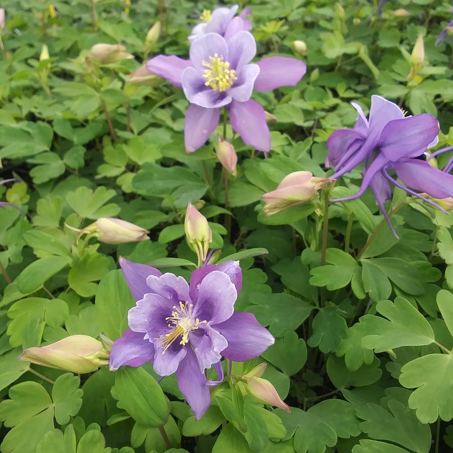 Aquilegia flabellata 'Early Bird™ Purple/Blue' - Columbine from Rush Creek Growers