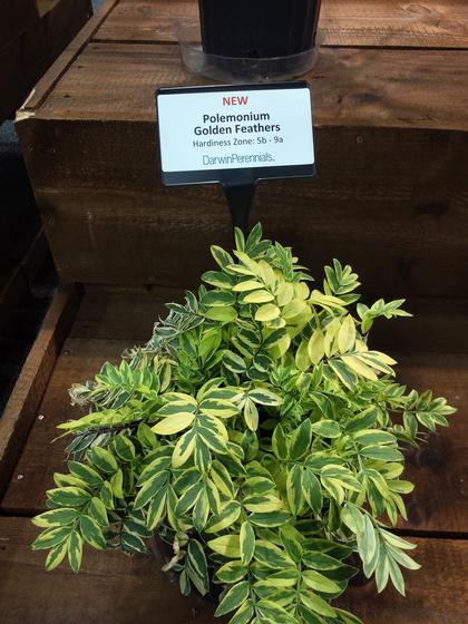 Polemonium 'Golden Feathers' - Jacob's Ladders NEW 2023 from Rush Creek Growers