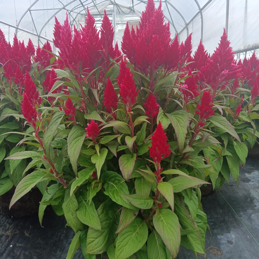 Celosia 'Flamma Bright Red' - from Rush Creek Growers