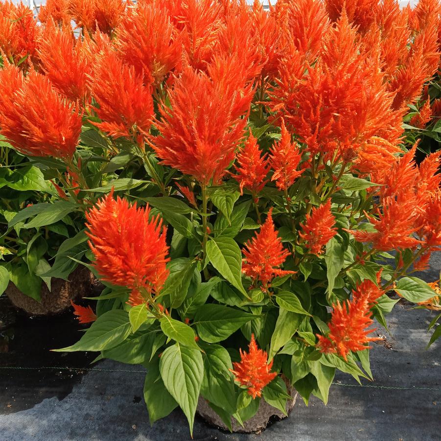 Celosia 'Flamma Orange' - from Rush Creek Growers