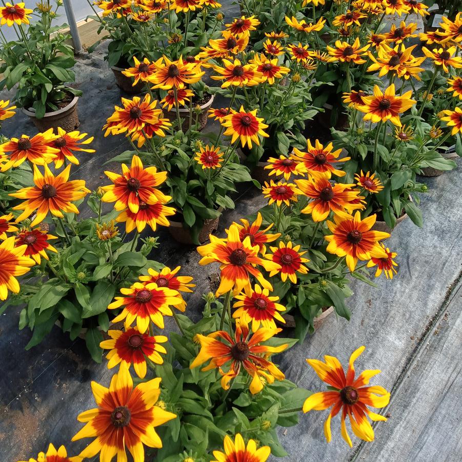 Rudbeckia hirta 'Sunbeckia Mia' - from Rush Creek Growers