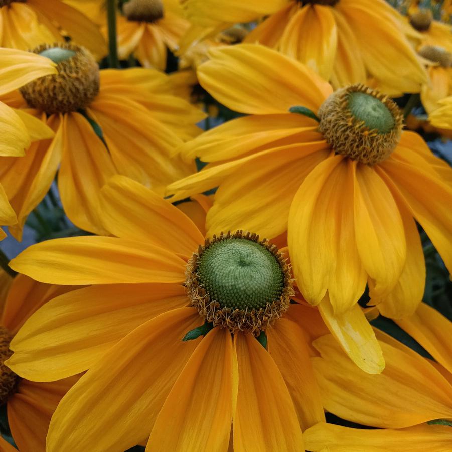 Rudbeckia hirta 'Sunbeckia Ophelia' - from Rush Creek Growers