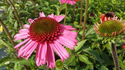 Echinacea Delicious Candy