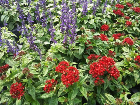 Salvia 'Mysty' with Pentas 'Lucky Star Red'