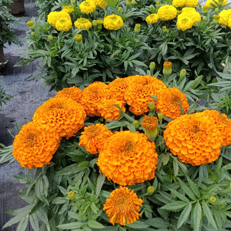 Marigold 'Taishan Orange with Yellow' - from Rush Creek Growers