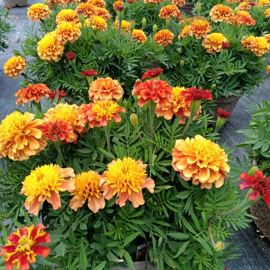 Marigold 'Strawberry Blonde' - from Rush Creek Growers