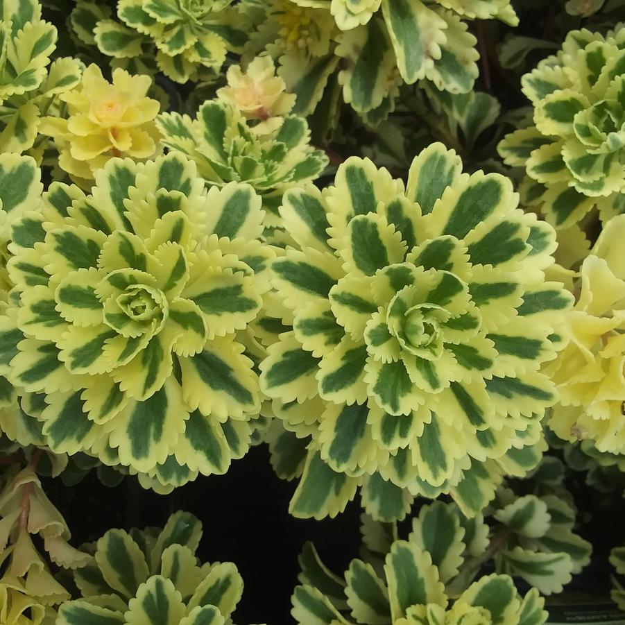 Sedum takesimense 'Atlantis' - Stonecrop from Rush Creek Growers