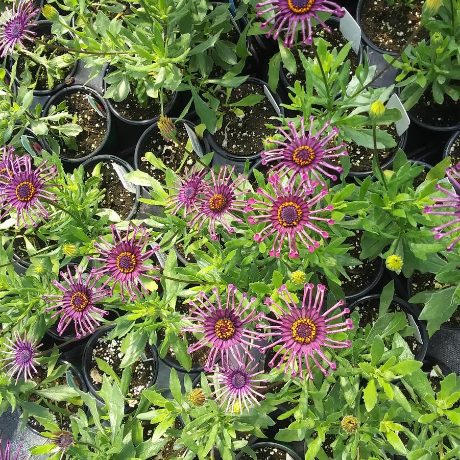 Osteospermum 'FlowerPower™ Spider Purple' - from Rush Creek Growers