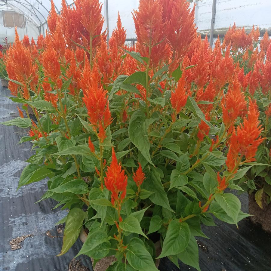 Celosia 'Flamma Orange' - from Rush Creek Growers
