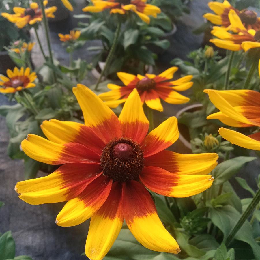 Rudbeckia hirta 'Sunbeckia Mia' - from Rush Creek Growers
