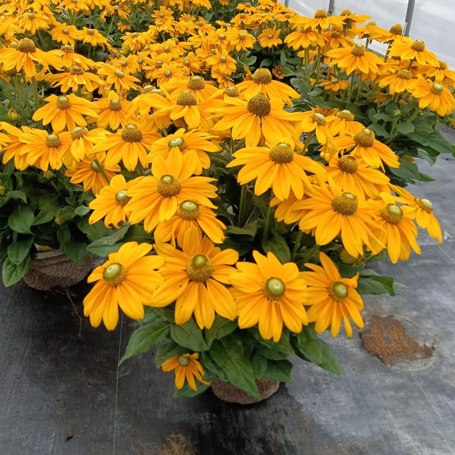 Rudbeckia hirta 'Sunbeckia Ophelia' - from Rush Creek Growers