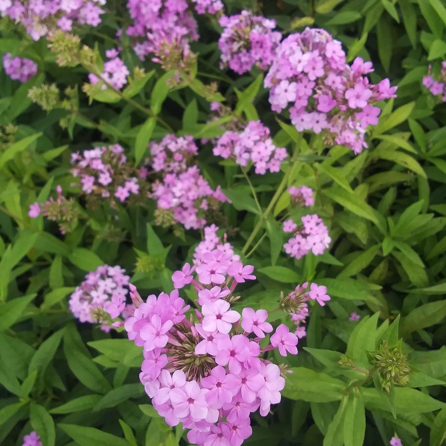 Phlox paniculata 'Jeana' - Garden Phlox from Rush Creek Growers