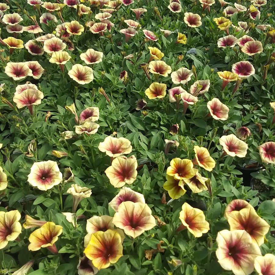 Petunia 'Fun House™ Peach Melba' - from Rush Creek Growers